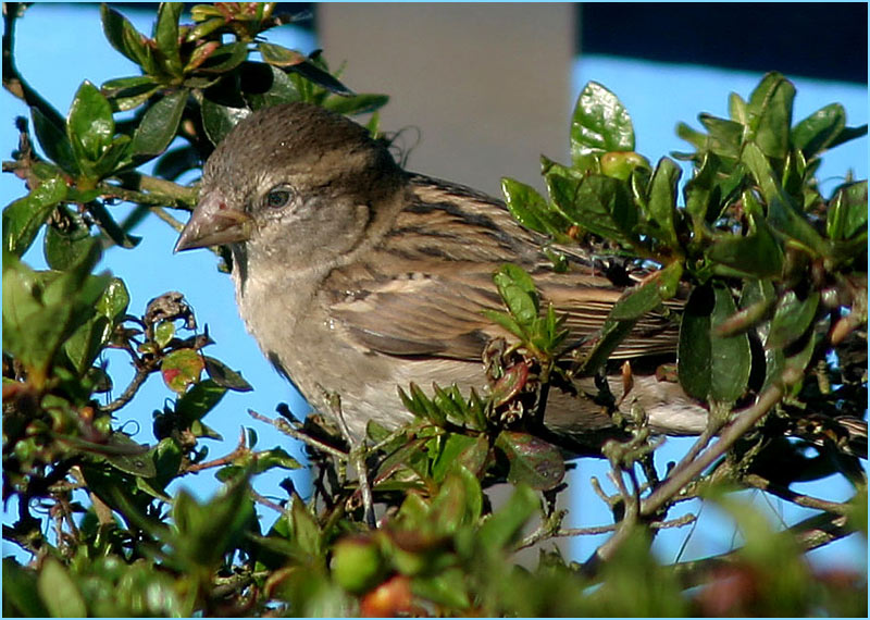 Kleiner Spatz