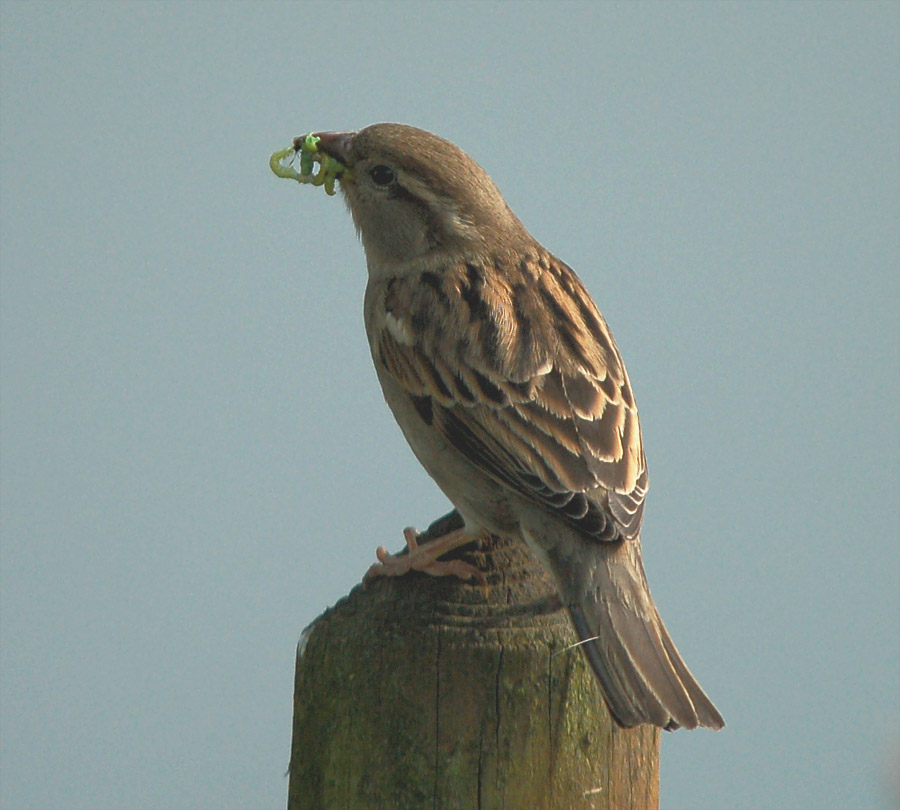 kleiner Spatz