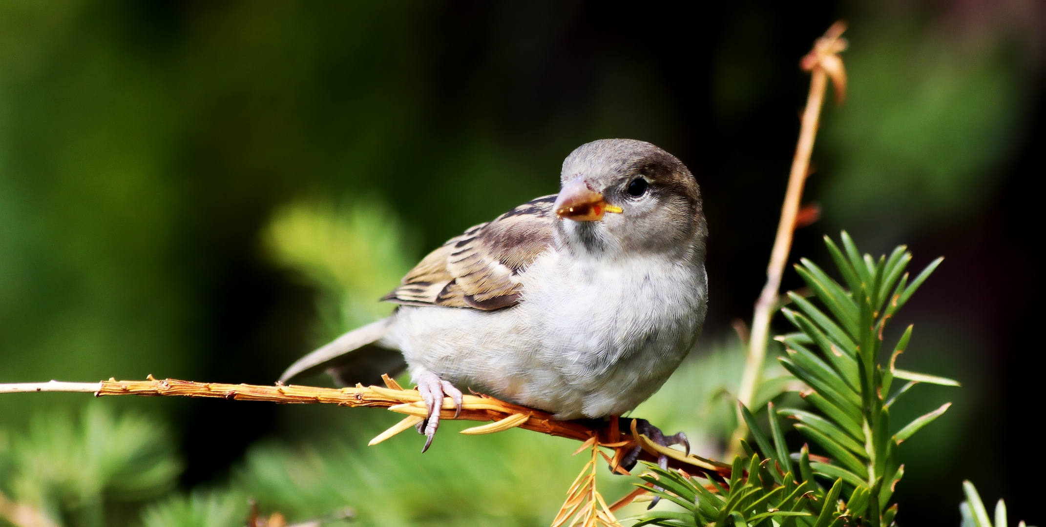 Kleiner Spatz