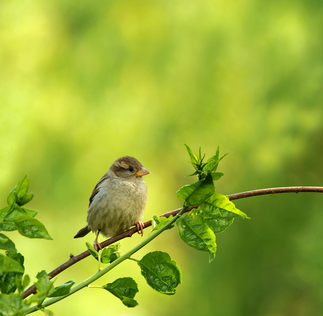 Kleiner Spatz