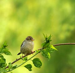 Kleiner Spatz