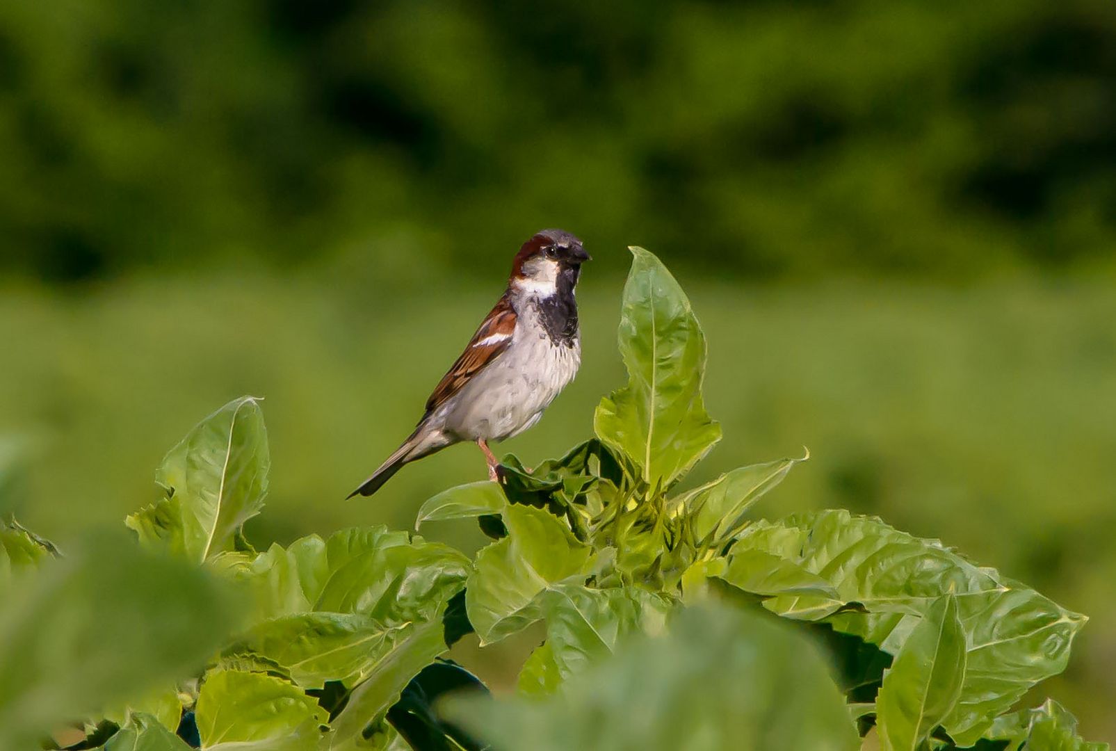 kleiner Spatz