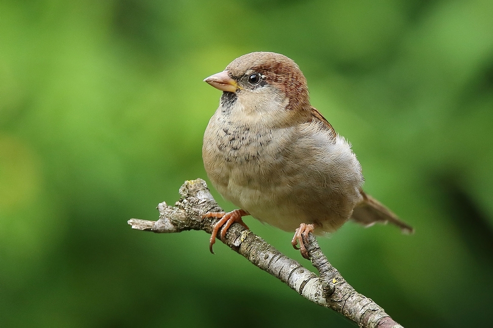 Kleiner Spatz