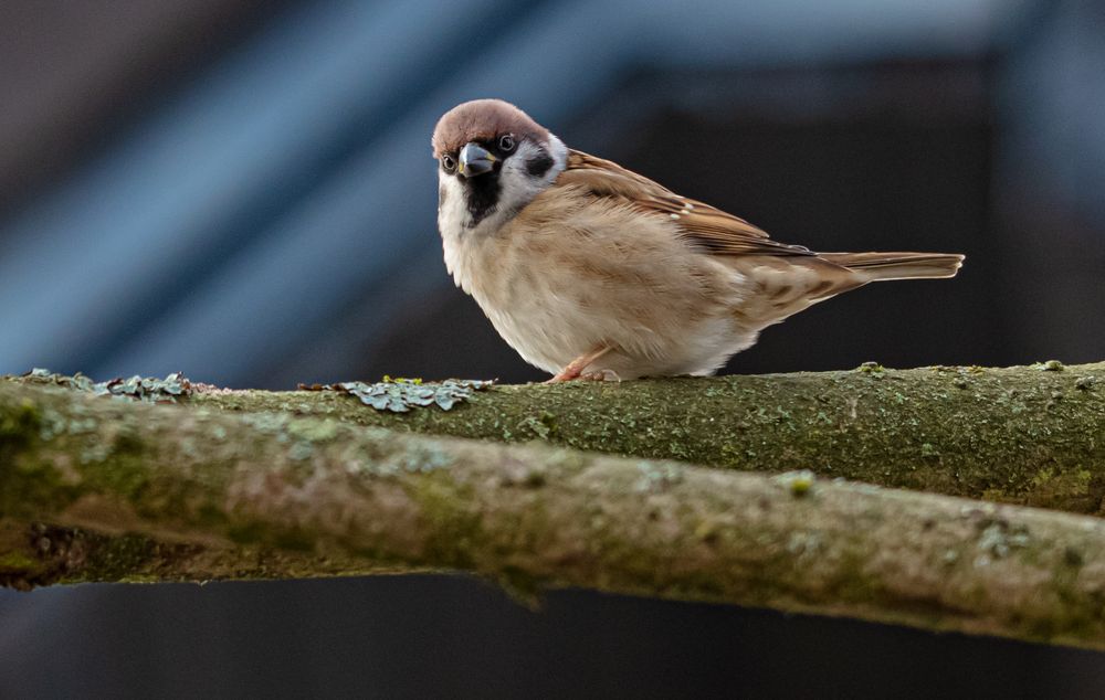 Kleiner Spatz                   