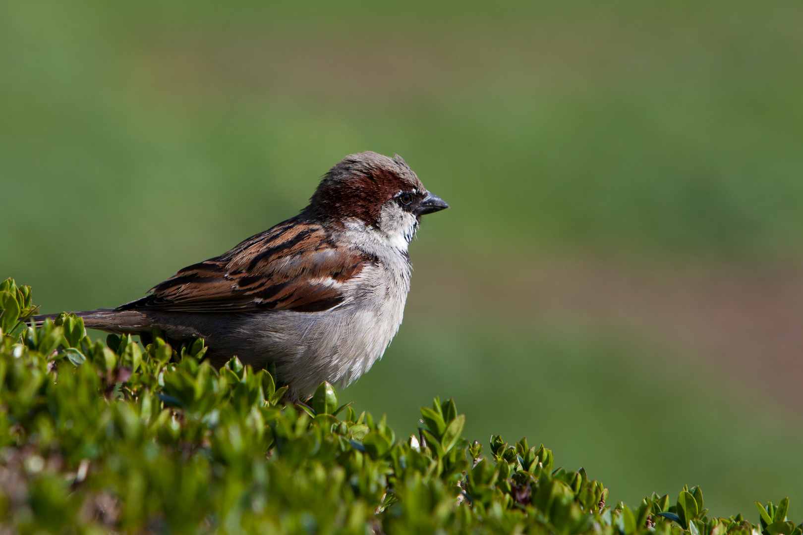 Kleiner Spatz