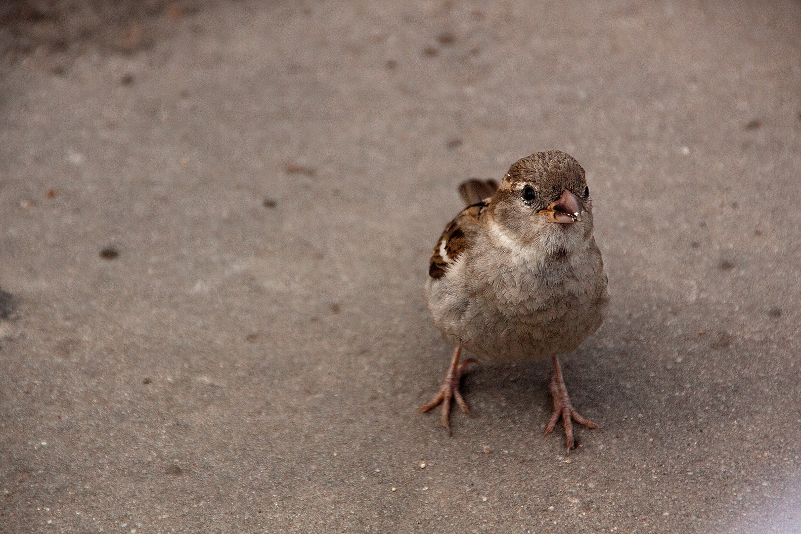 Kleiner Spatz