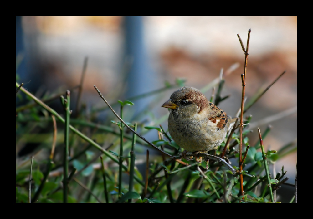 Kleiner Spatz