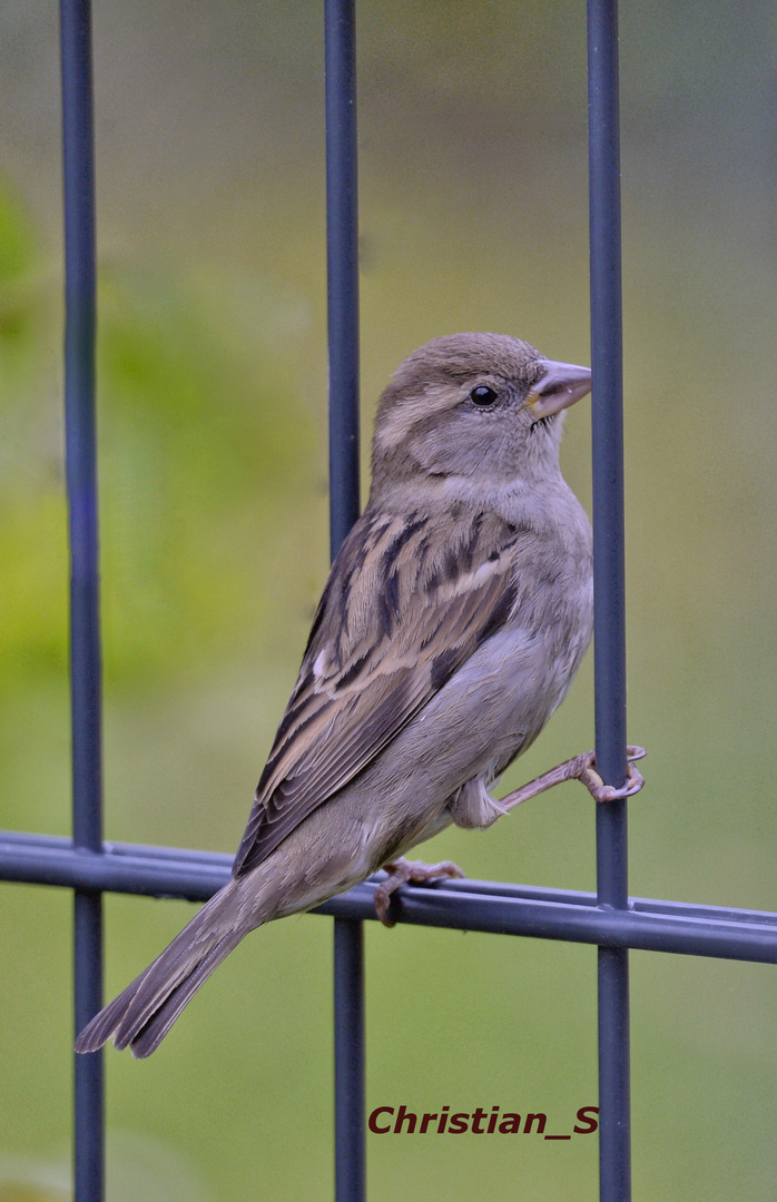 Kleiner Spatz am Zaun