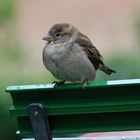 kleiner Spatz auf der Garten Bank