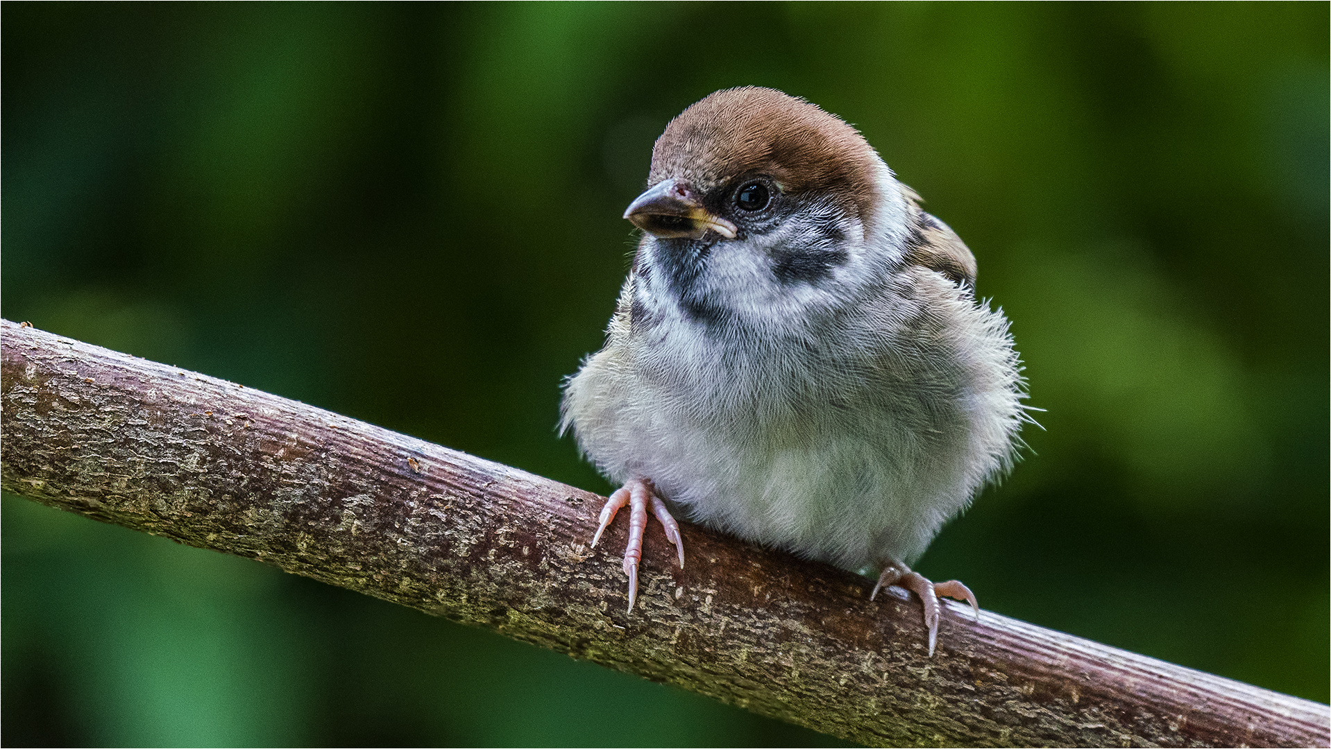 … Kleiner Spatz auf großer Lebensfahrt …