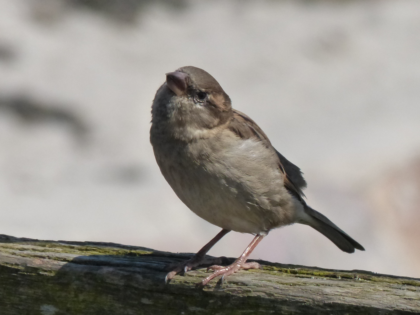 Kleiner Spatz