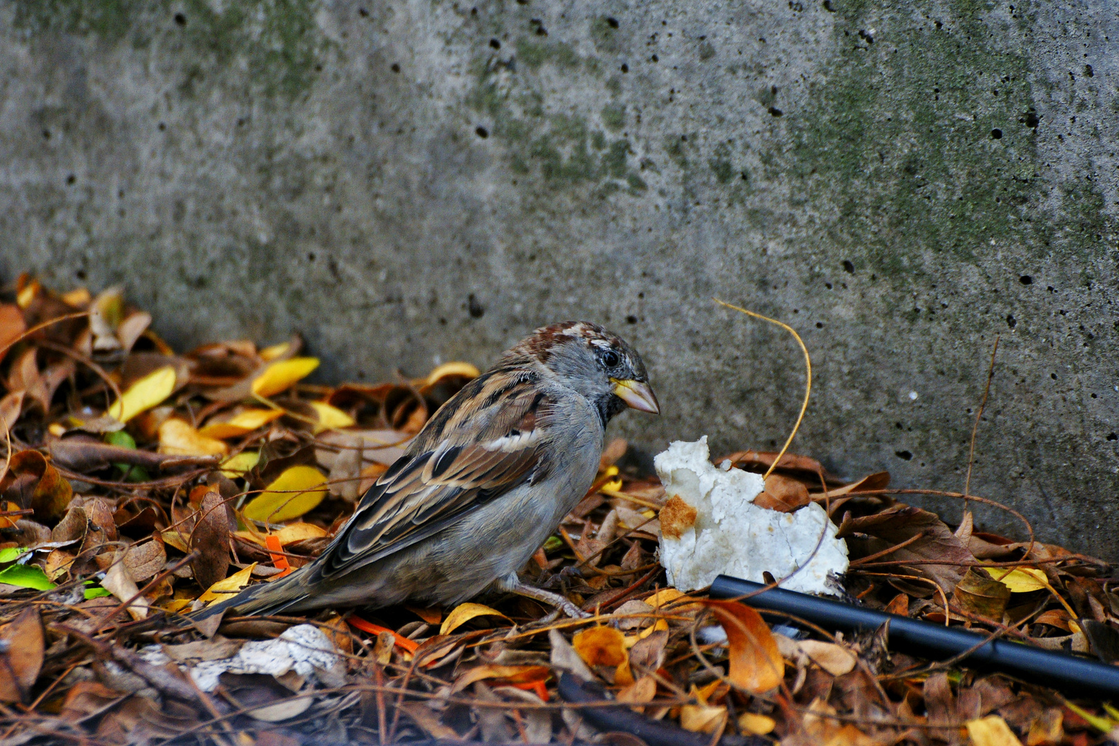 Kleiner Spatz beim Essen 