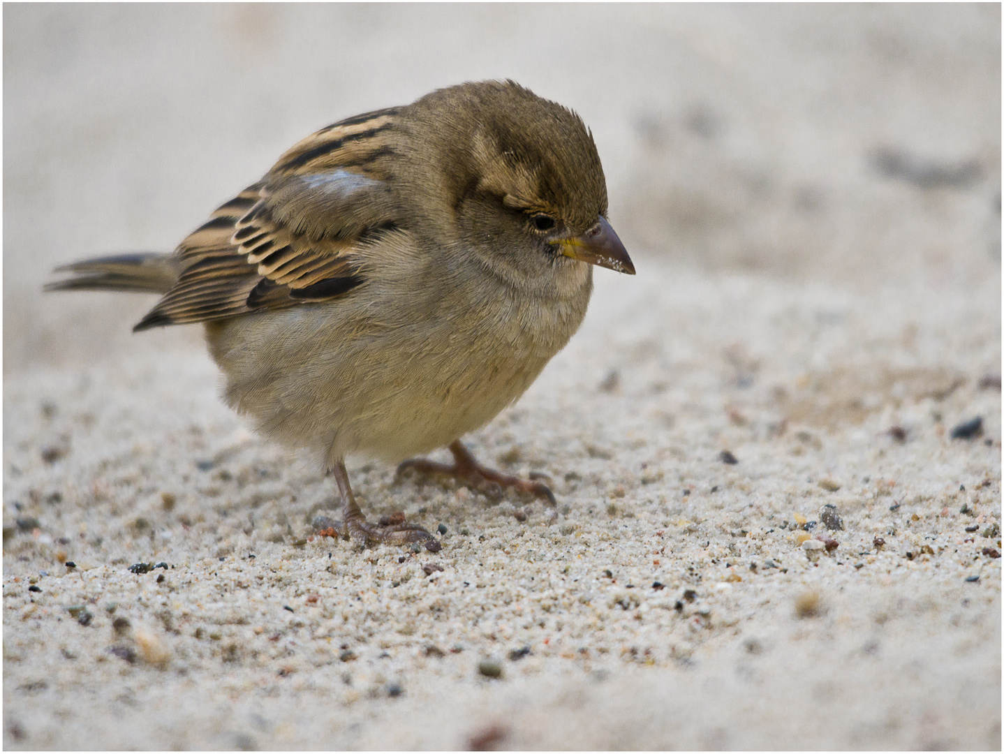 Kleiner Spatz....