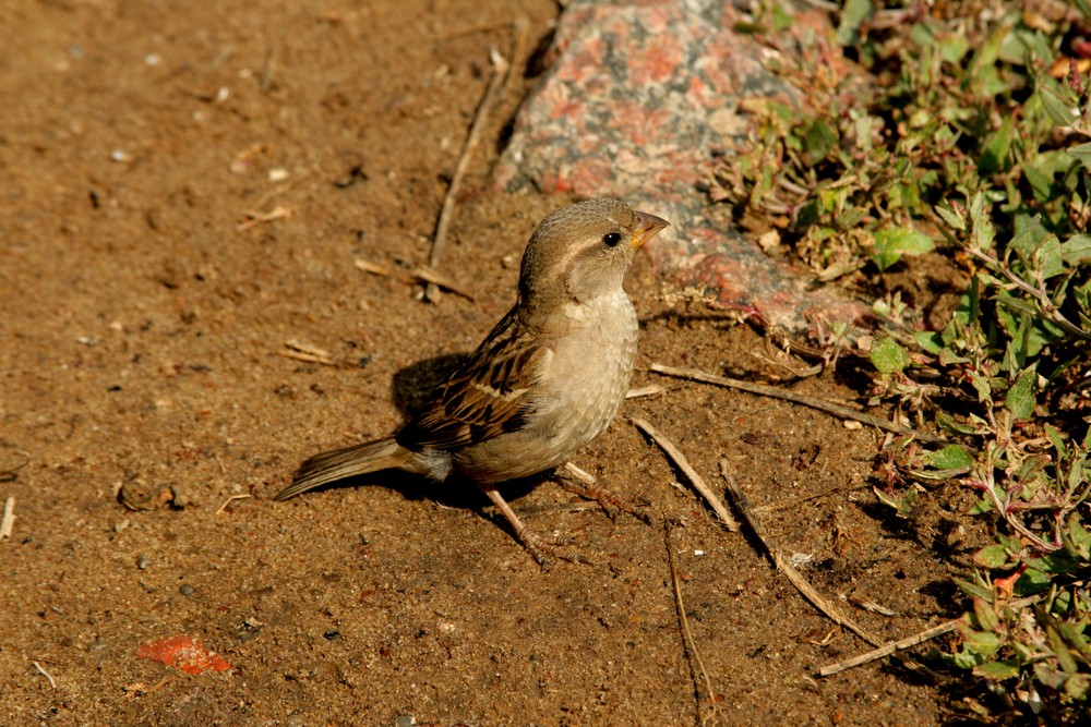 kleiner Spatz