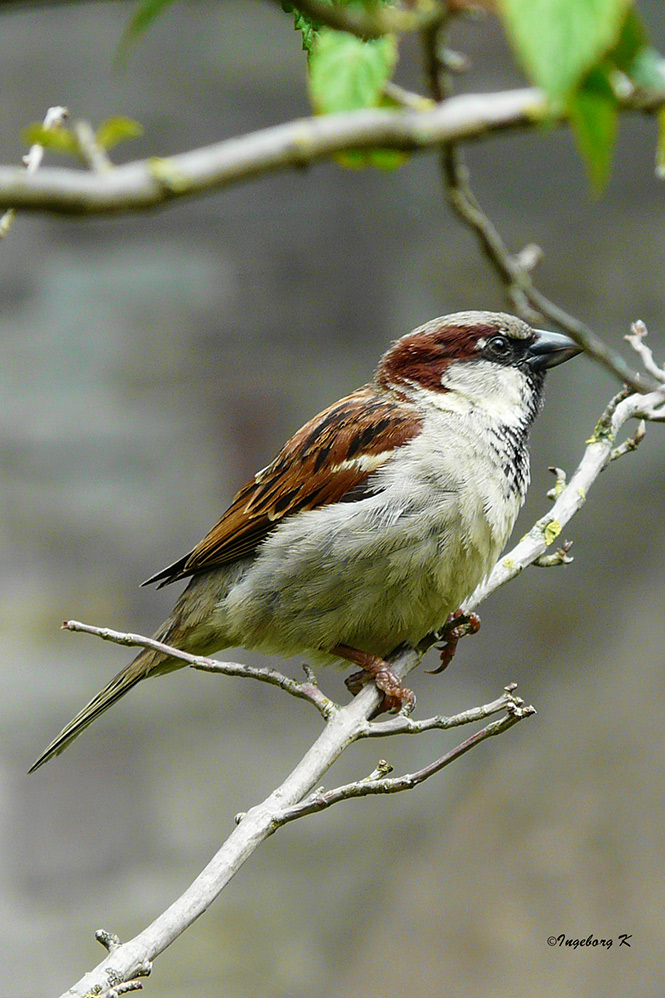 kleiner Spatz