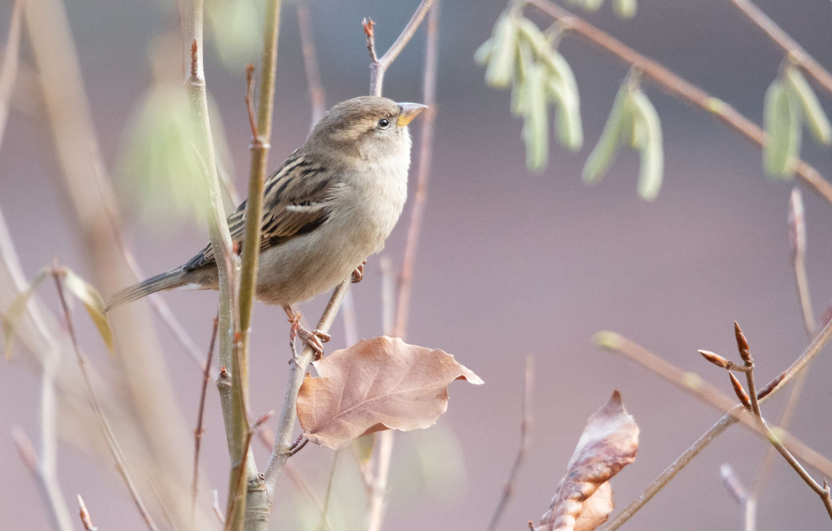 kleiner Spatz                 