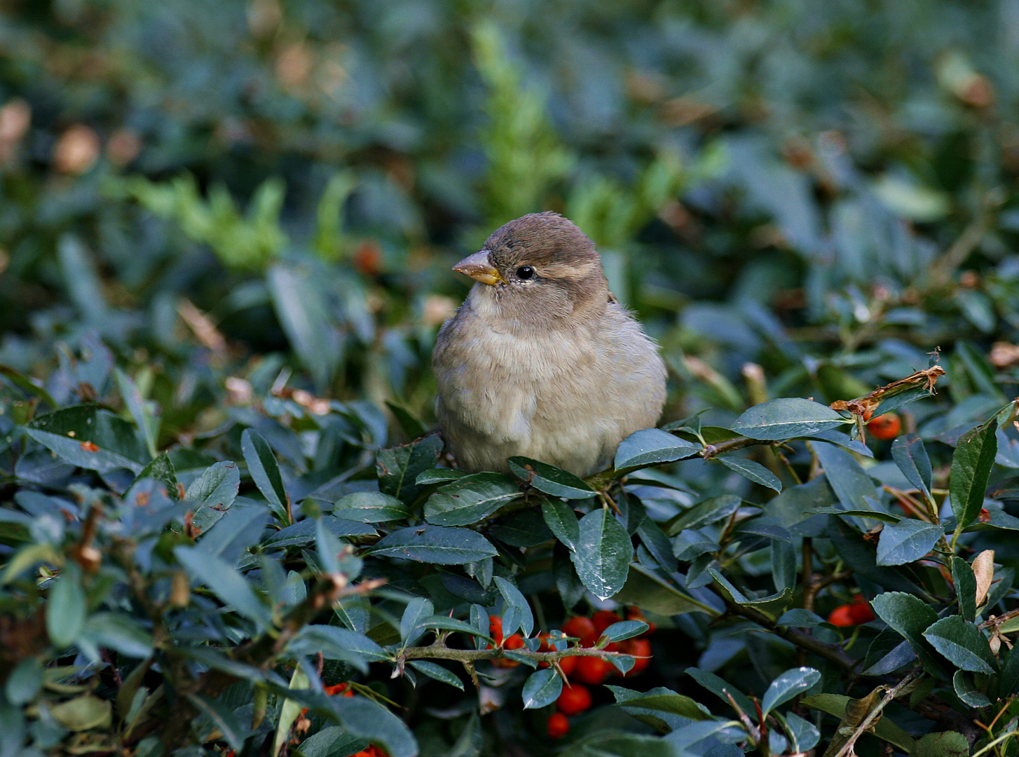 Kleiner Spatz