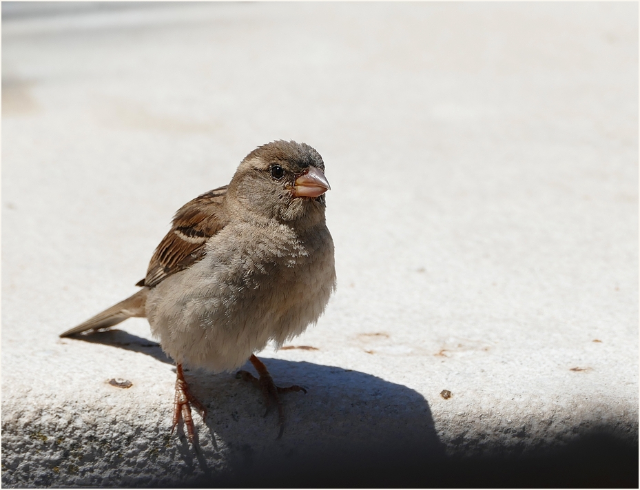 Kleiner Spatz