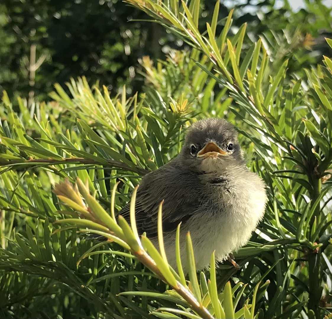 Kleiner Spatz 