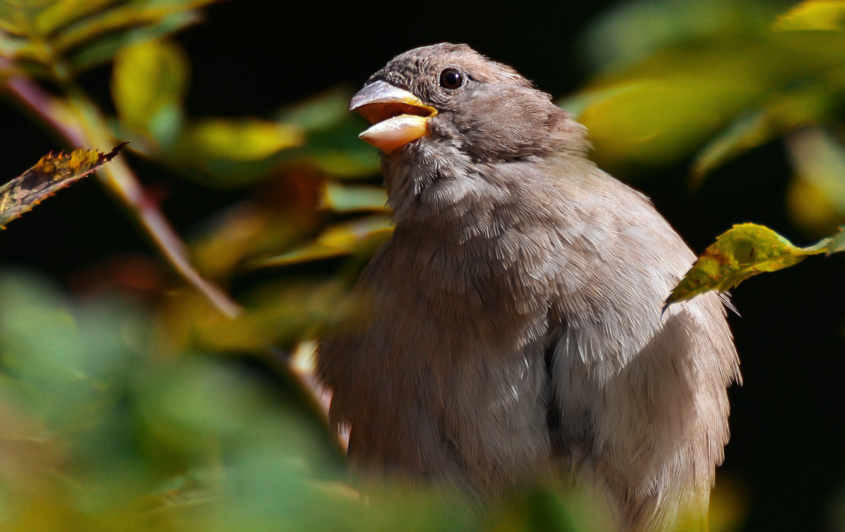 Kleiner Spatz