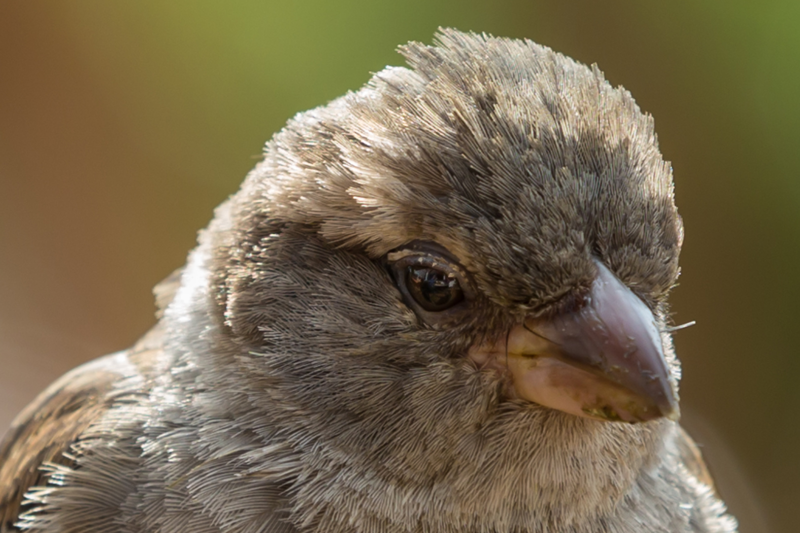 Kleiner Spatz ganz groß