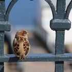 Kleiner Spatz ganz groß