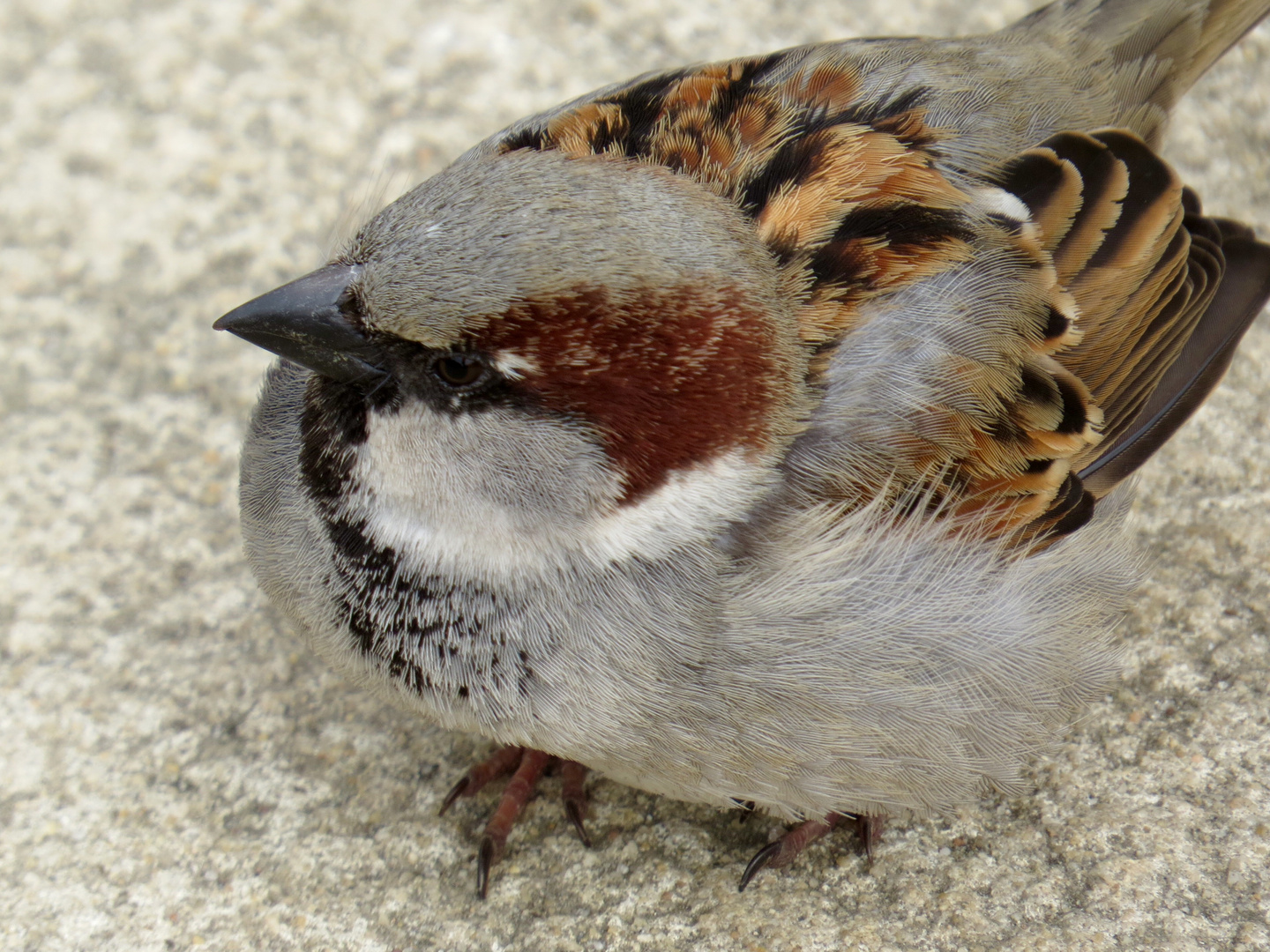 Kleiner Spatz-ganz groß!