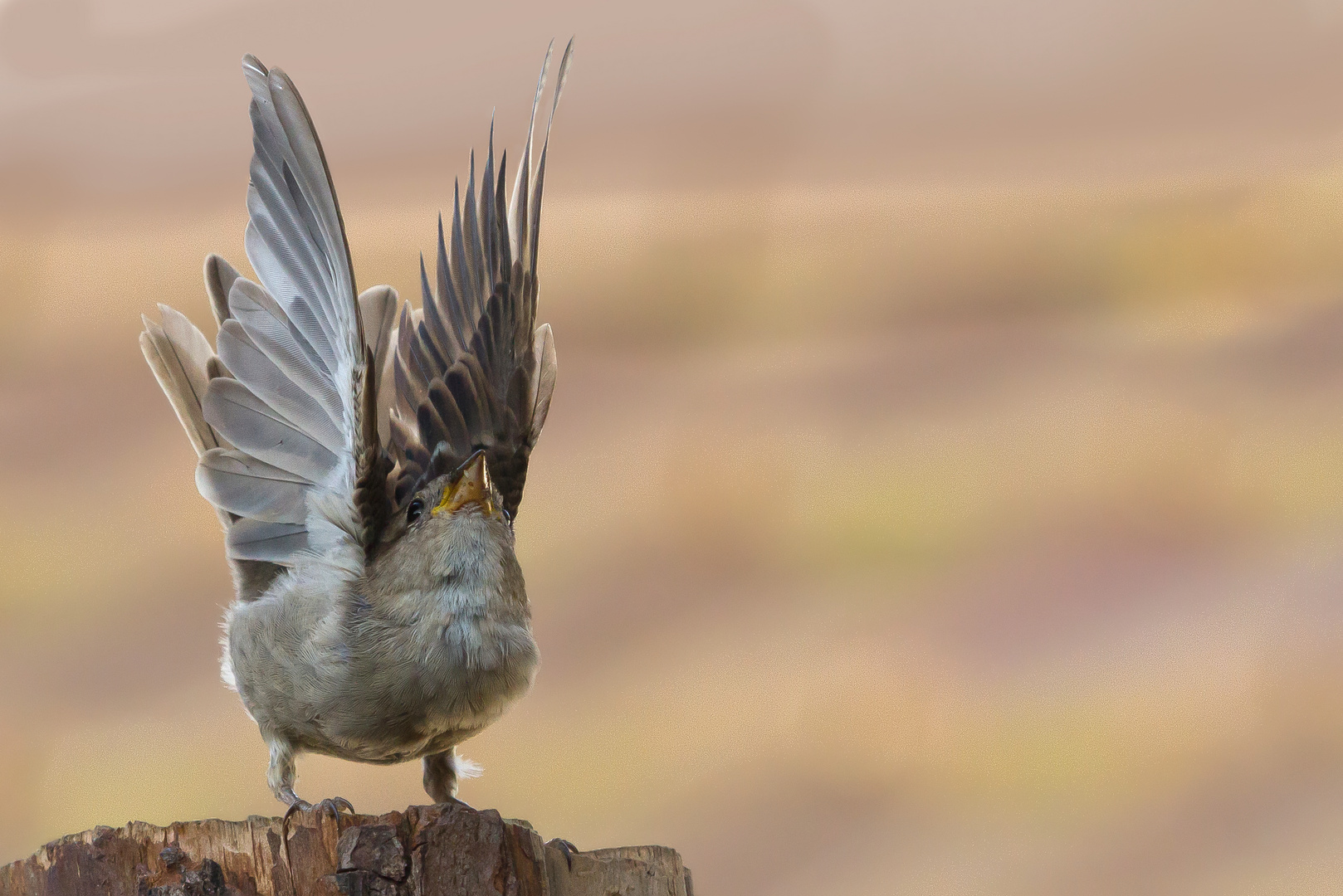 Kleiner Spatz ganz groß