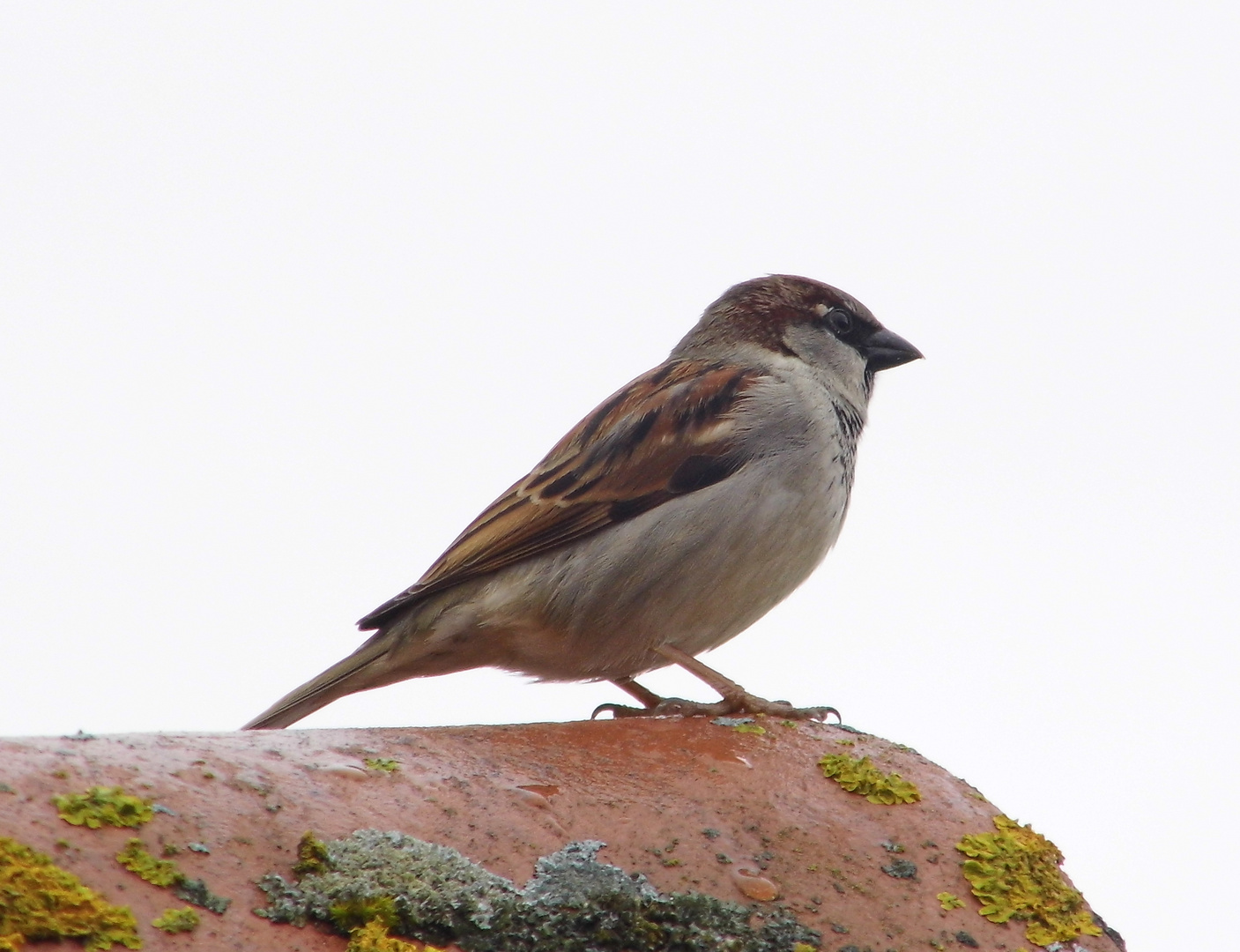 Kleiner Spatz ganz groß