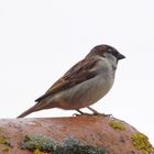 Kleiner Spatz ganz groß