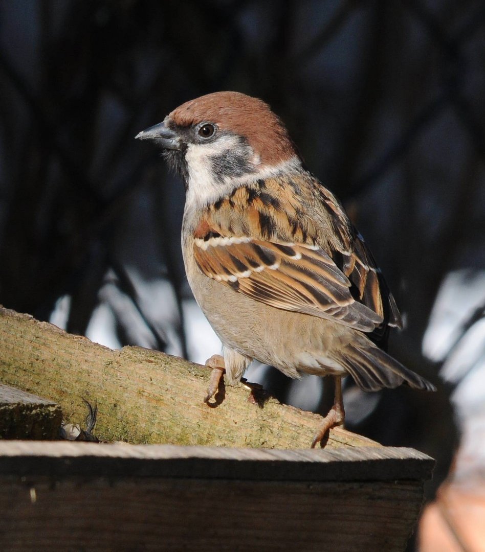 Kleiner Spatz ganz gross