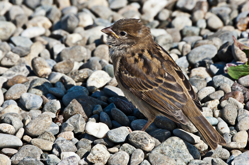 Kleiner Spatz ganz gross