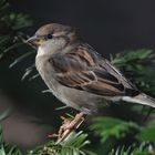 Kleiner Spatz - ganz groß