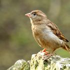 Kleiner Spatz - ganz groß!