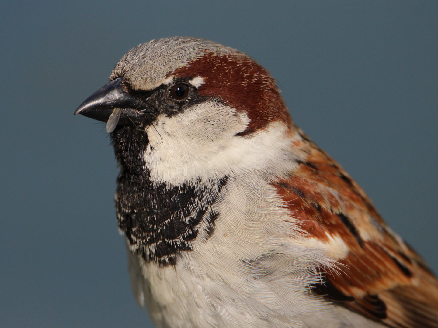 Kleiner Spatz ganz groß