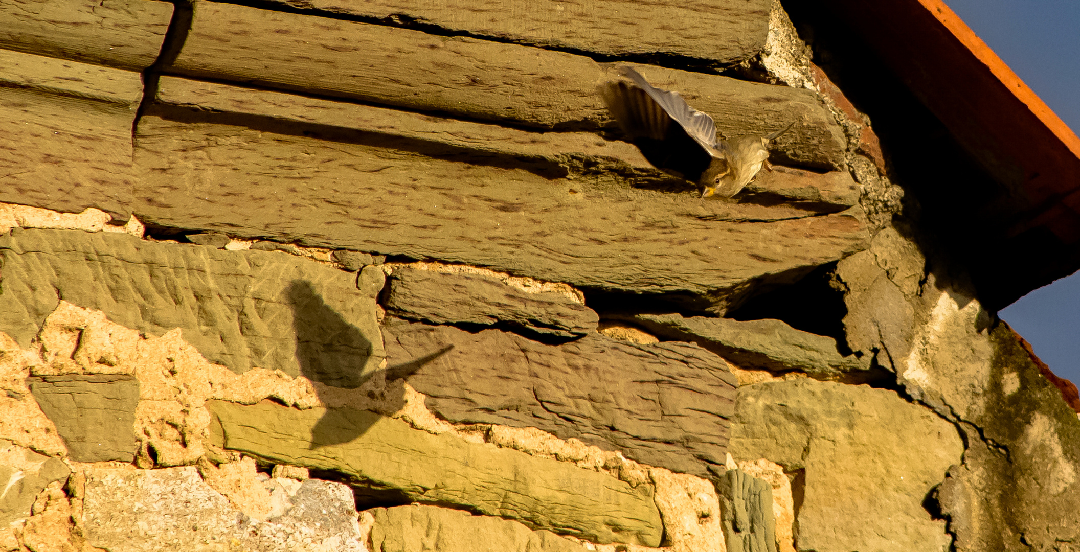 Kleiner Spatz  / Haussperling mit Schatten