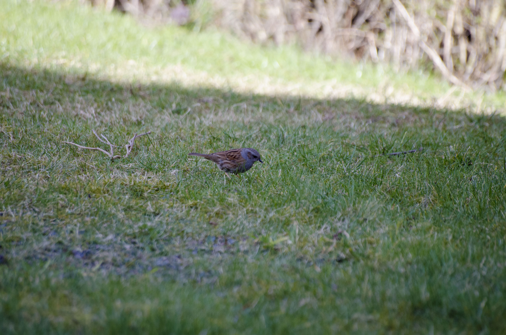 kleiner Spatz im Garten