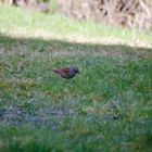 kleiner Spatz im Garten