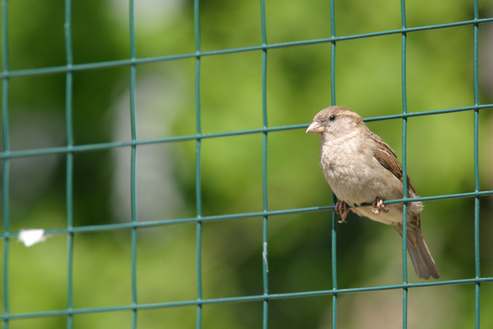 Kleiner Spatz im Gitter des Adlergeheges