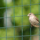 Kleiner Spatz im Gitter des Adlergeheges