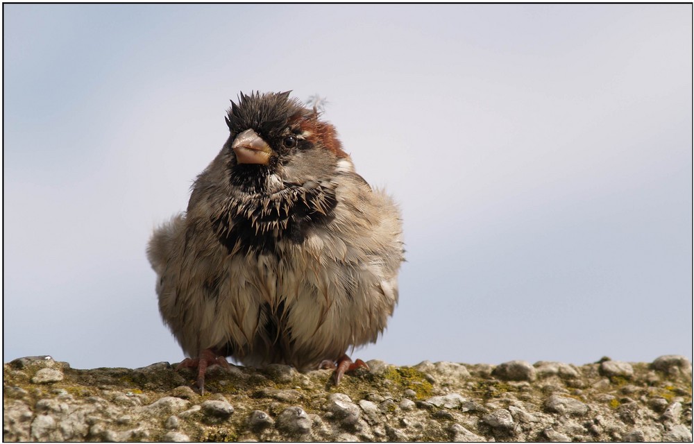 Kleiner Spatz im Hamburger Hafen