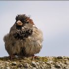 Kleiner Spatz im Hamburger Hafen