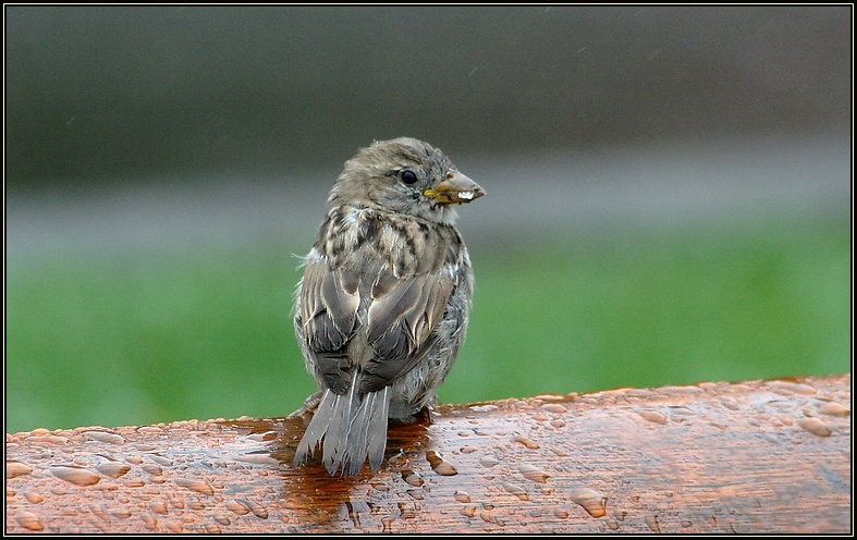 Kleiner Spatz im Regen