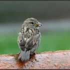 Kleiner Spatz im Regen