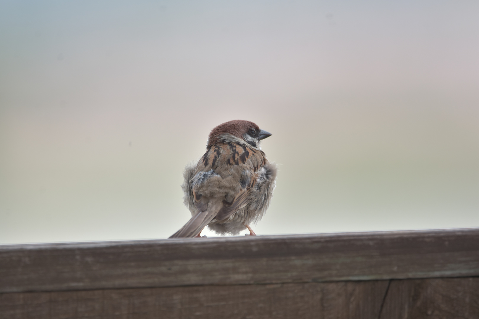 Kleiner Spatz im Wind 