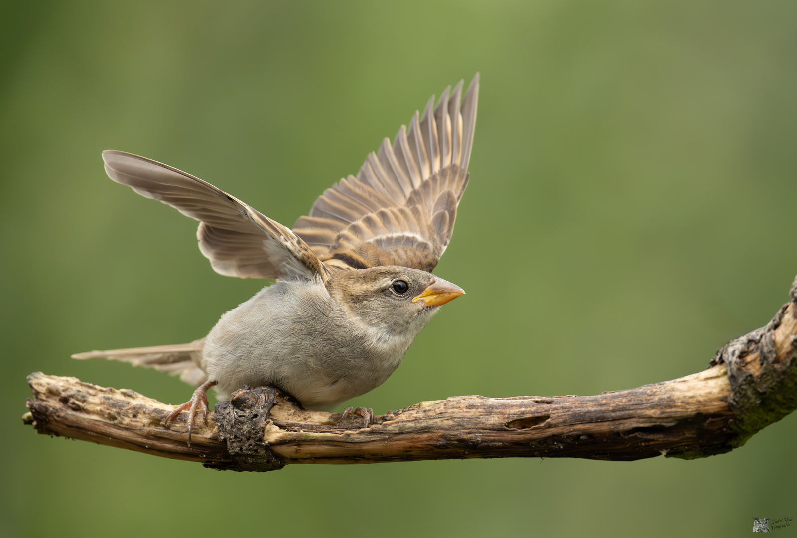 kleiner Spatz in Aufregung