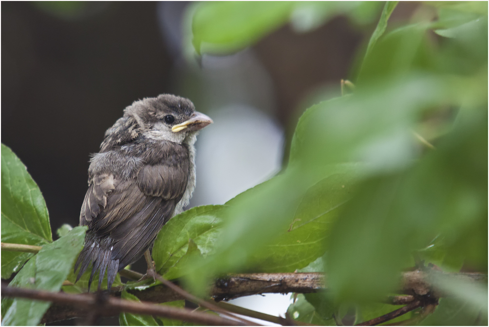 Kleiner Spatz in Not