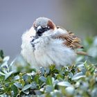 Kleiner Spatz wartet auf die Sonne