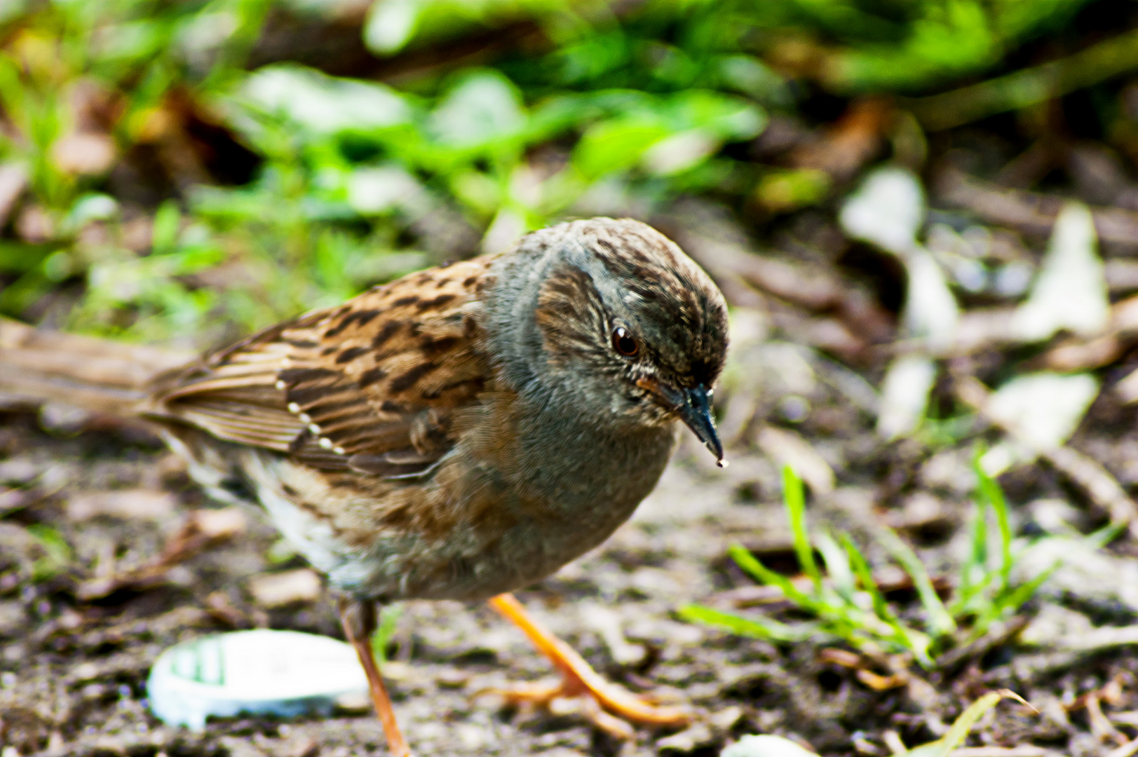 kleiner Spatz was nun ?