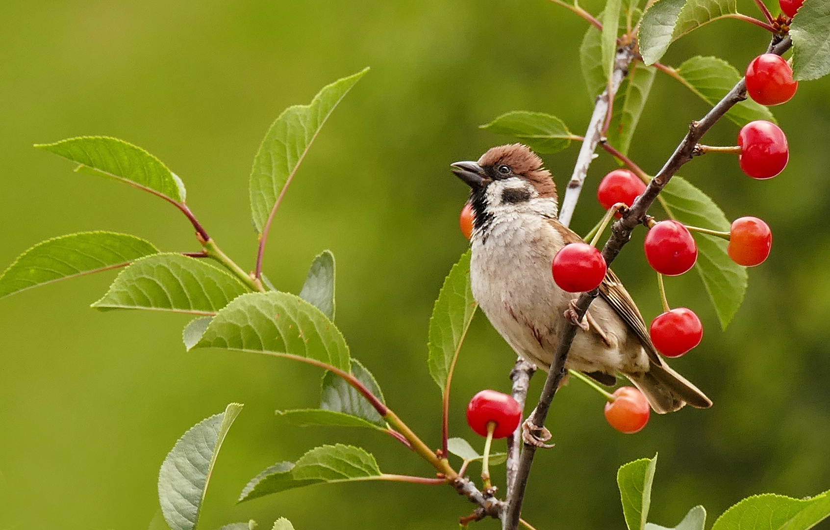 Kleiner Spatz, was nun?